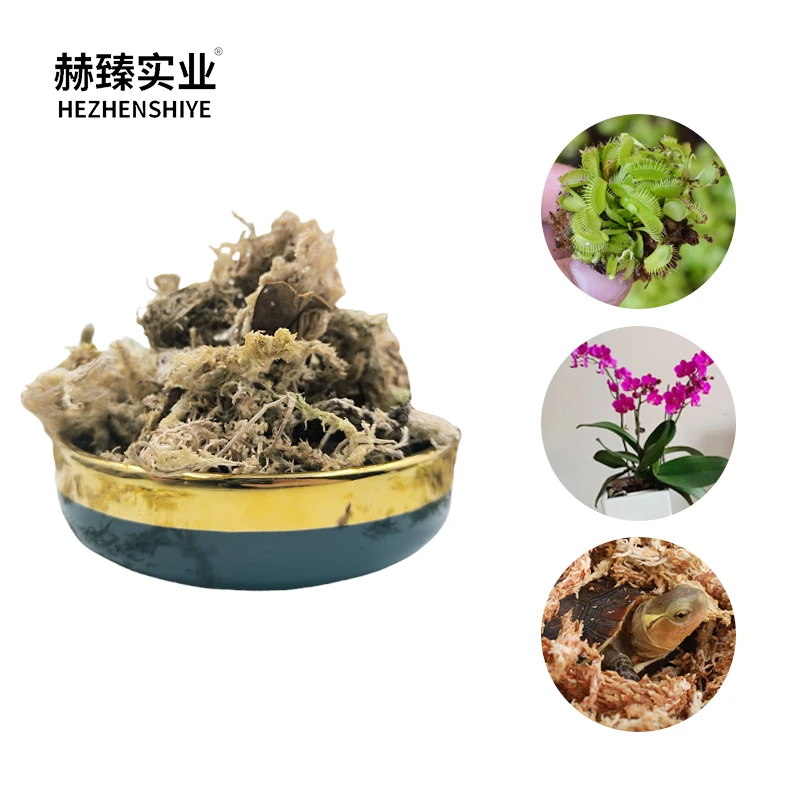 Sphagnum Moss Versatile Bryophyte With Exceptional Water Retention Found In Wetlands Valued For Decor Craft Eco Packaging And Pet Care Due To Natural Properties
